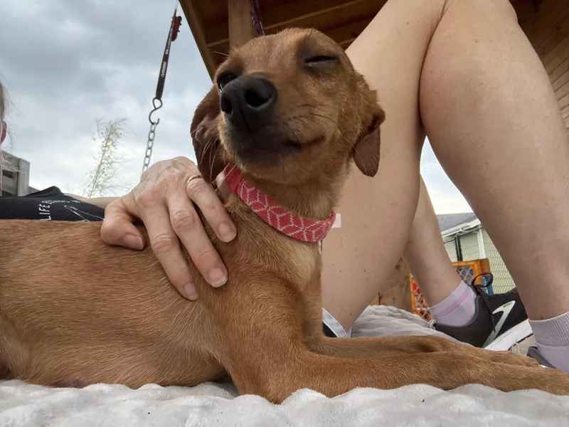 An adult small-sized female Red / Chestnut / Orange Miniature Pinscher dog named Olympia for adoption in Austin, TX