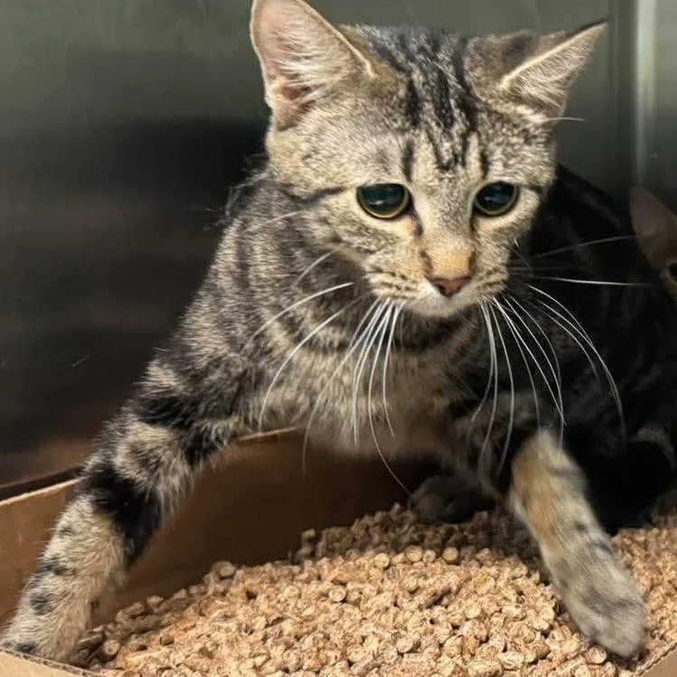A young medium-sized female Brown / Chocolate Domestic Short Hair cat named Rosalina for adoption in Shinnston, WV