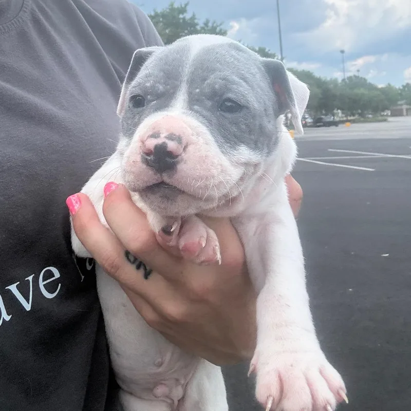 A baby small-sized male White / Cream Boxer dog named Dozer for adoption in North Charleston, SC