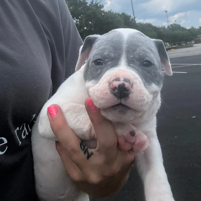 Dozer thumbnail 2