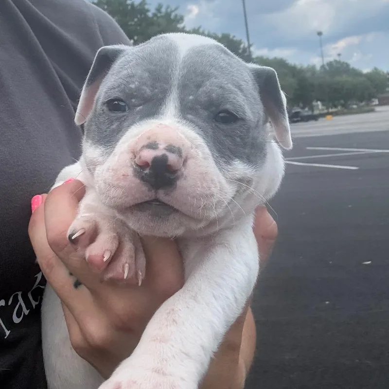 Dozer thumbnail 3