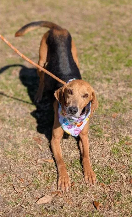 Towser Handsome Hound thumbnail 2