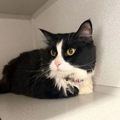 An adult large-sized female Domestic Medium Hair cat named Fuzzy Pants for adoption in Aurora, CO