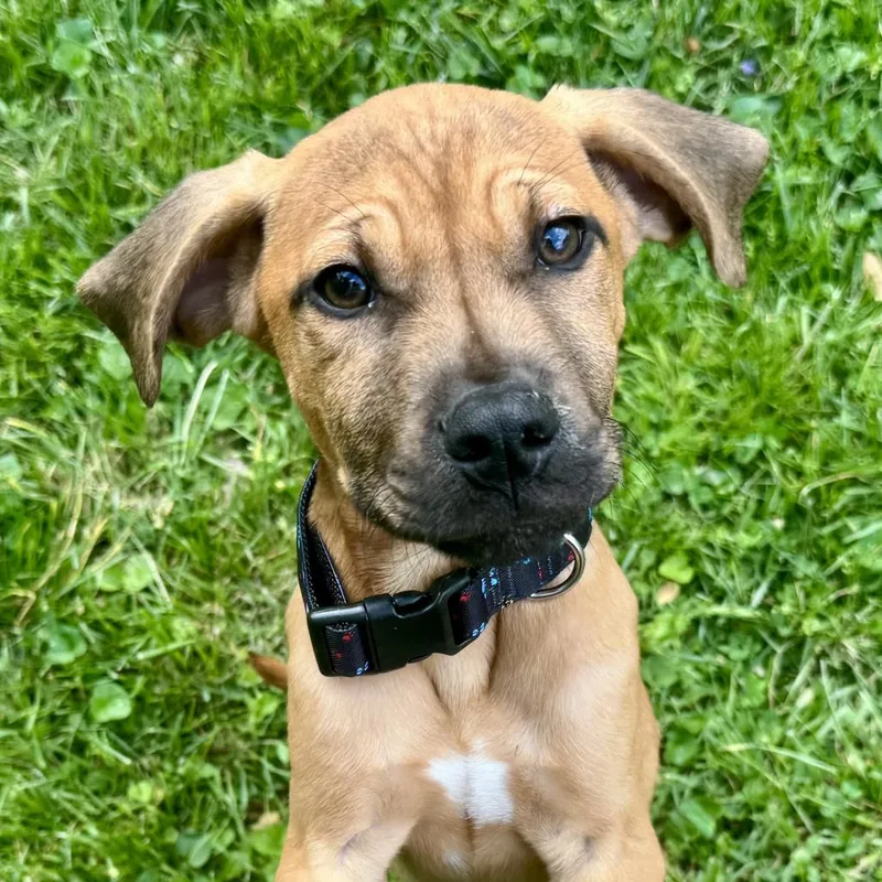 A baby medium-sized male Yellow / Tan / Blond / Fawn Mixed Breed dog named Dennis for adoption in Cincinnati, OH