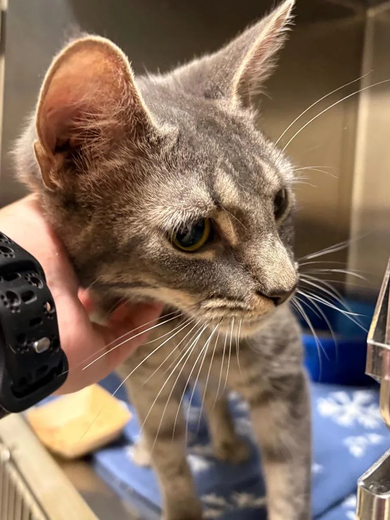 A young medium-sized female Domestic Short Hair cat named Margaret for adoption in Fall River, MA