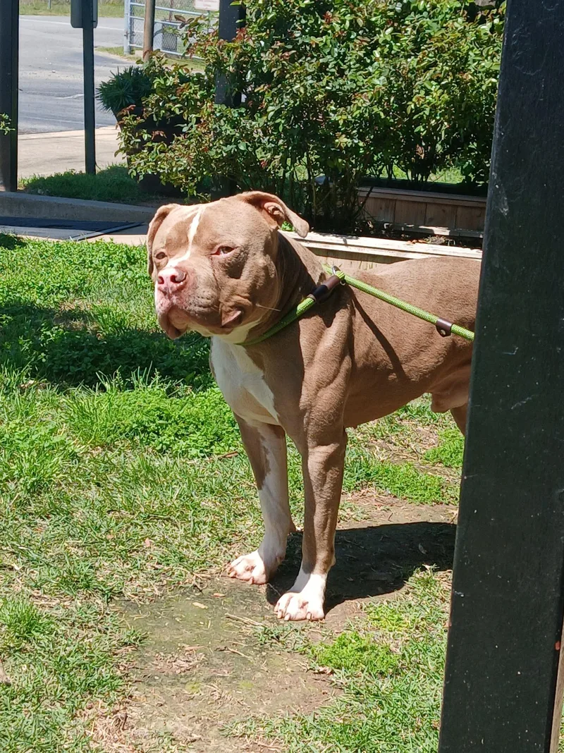 An adult medium-sized male Pit Bull Terrier dog named Grimlin for adoption in Lonsdale, AR