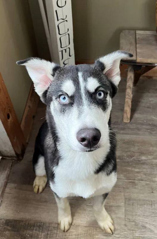 A baby medium-sized male Husky dog named Apollo for adoption in Genoa, IL