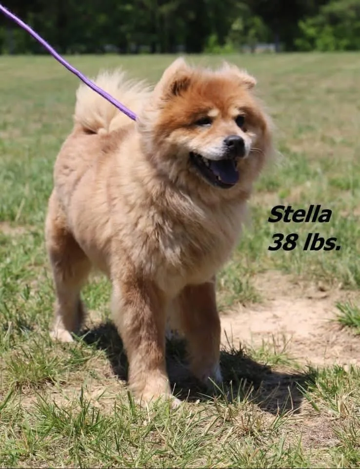 Stella