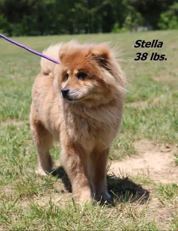 Stella thumbnail 2