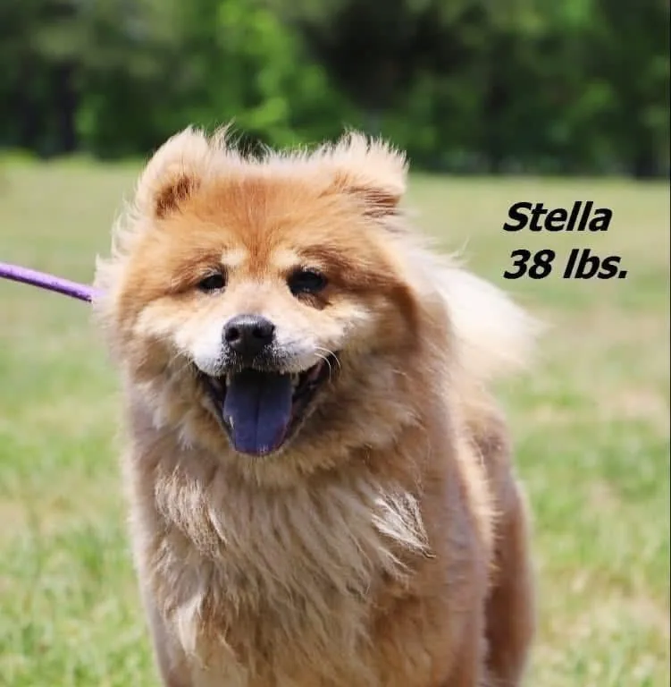 Stella thumbnail 3