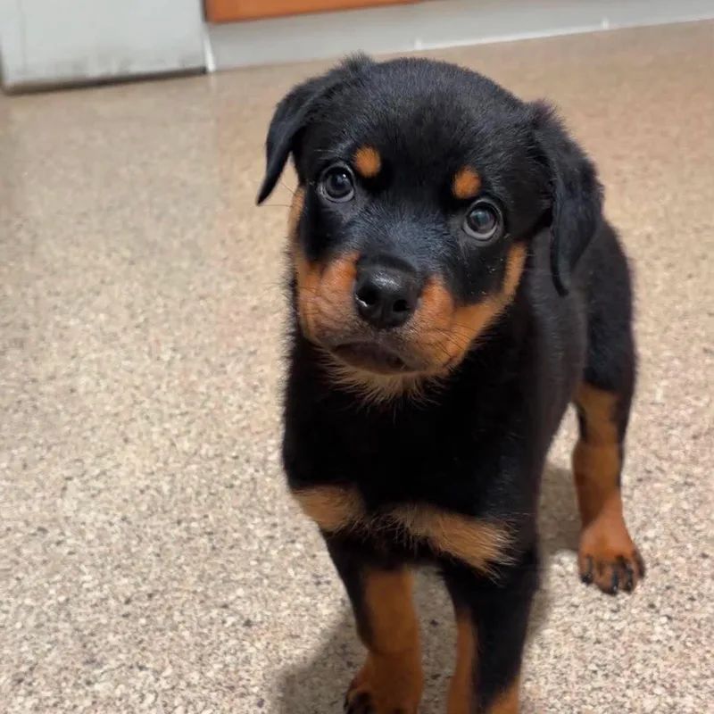A baby large-sized male Rottweiler dog named Huckleberry for adoption in Valparaiso, IN