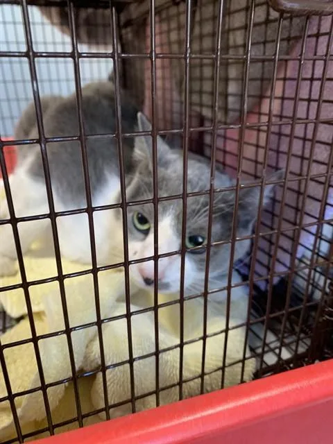 A senior large-sized female Domestic Short Hair cat named Sissy for adoption in San Jose, CA