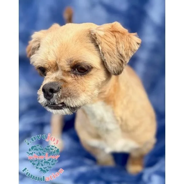 An adult small-sized male Brown / Chocolate Shih Tzu dog named Bear for adoption in Inglewood, CA