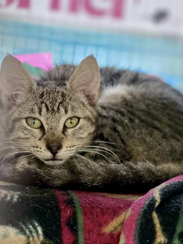 A baby small-sized male Domestic Short Hair cat named Rivian for adoption in Austin, TX
