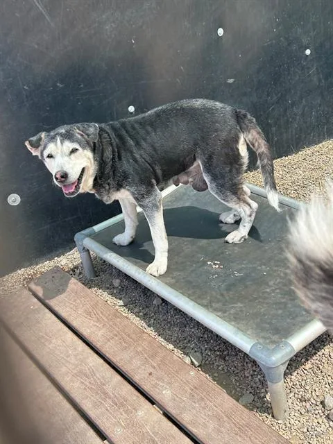 A senior medium-sized female Husky dog named Atlas for adoption in Frisco, CO