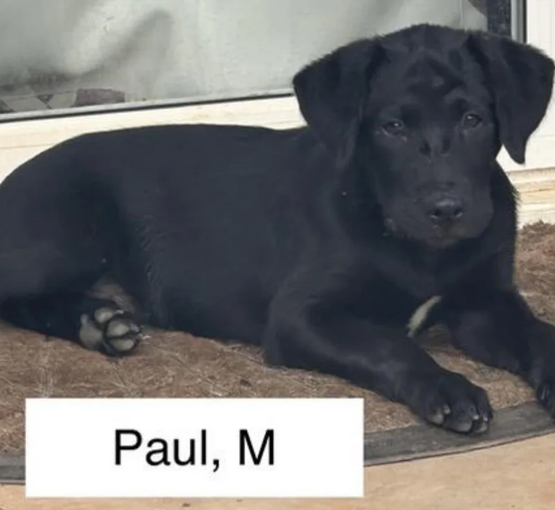 A baby medium-sized male Black Labrador Retriever dog named Paul for adoption in Parma, OH