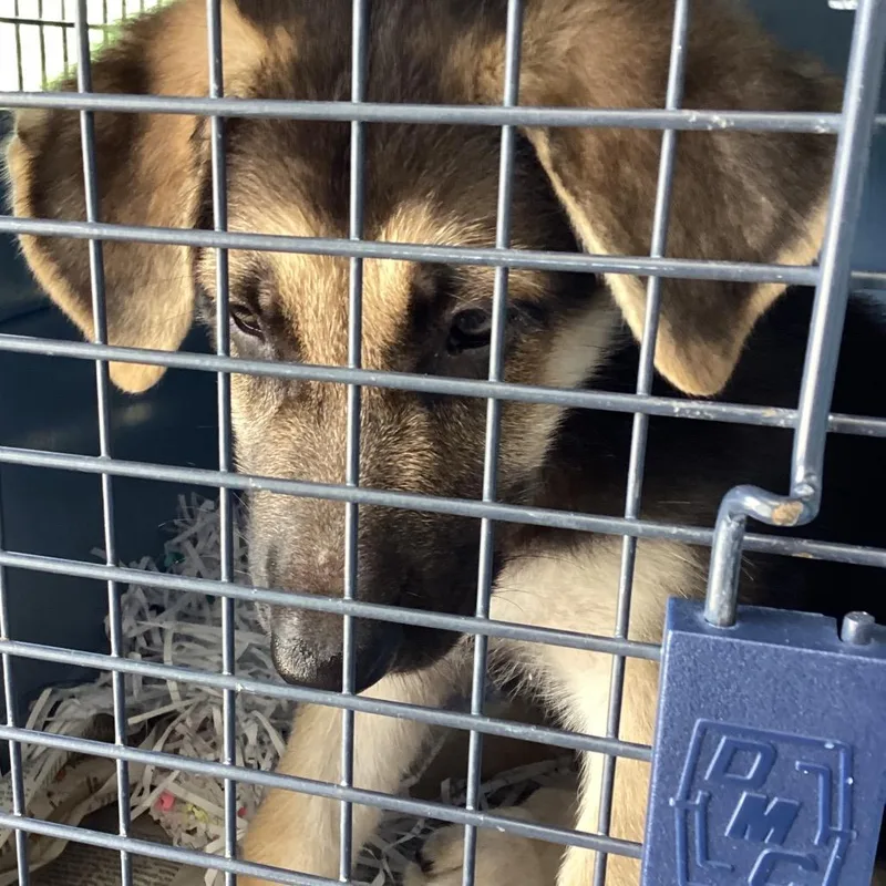 A baby small-sized female Black Shepherd dog named Sweetie Pie for adoption in Montgomery, AL