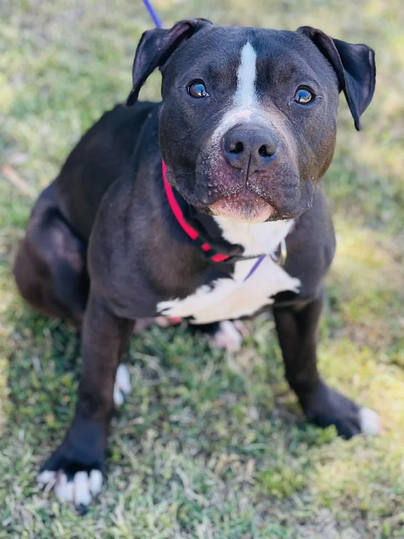 An adult medium-sized male Black Pit Bull Terrier dog named Ac "penguin" for adoption in Conyers, GA