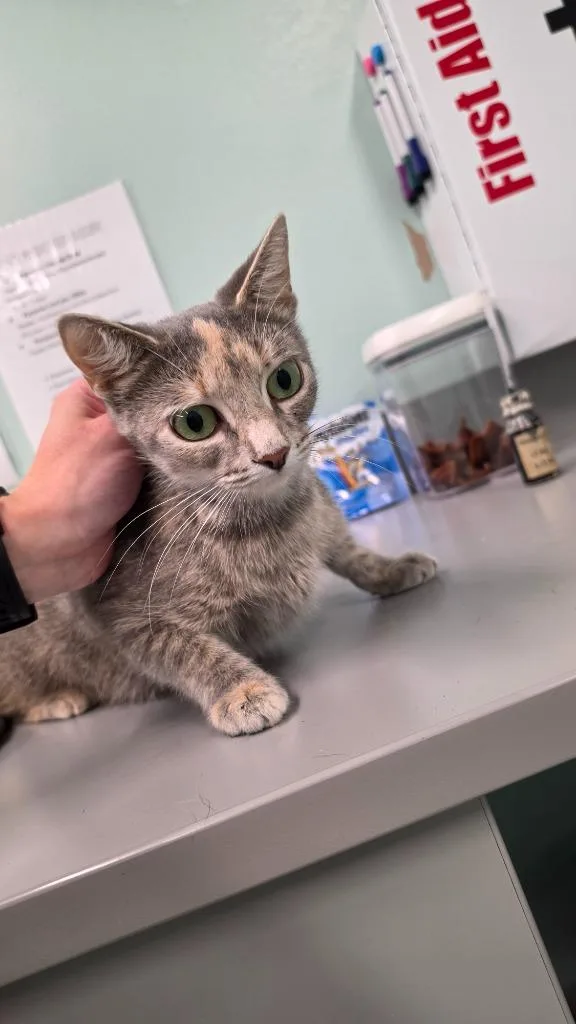 A young medium-sized female Domestic Short Hair cat named Baroness Von Fluff for adoption in Athens, TN