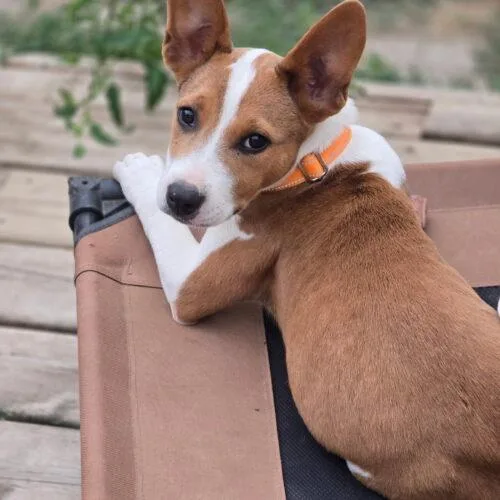 A baby medium-sized female Brown / Chocolate Hound dog named Zoey for adoption in Lincolnshire, IL