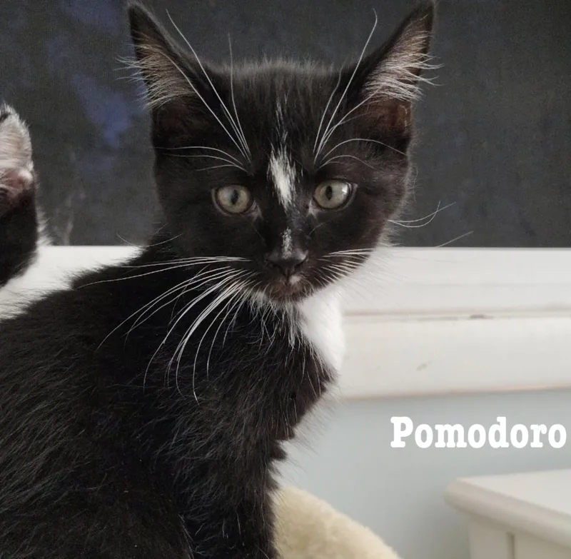A baby medium-sized male Domestic Short Hair cat named Pomodoro for adoption in Rochester, NY