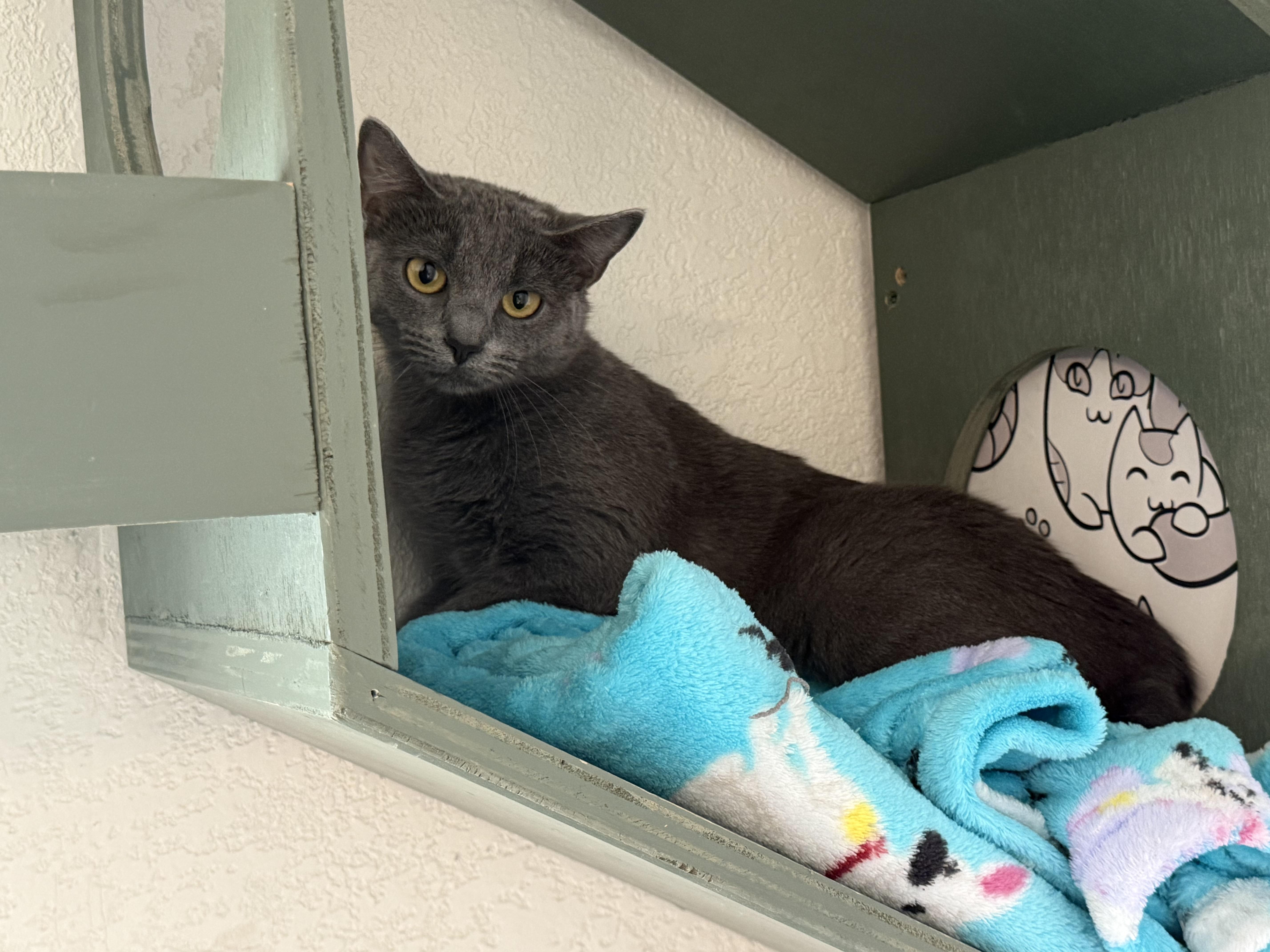 A young medium-sized female Domestic Short Hair cat named Shortbread for adoption in Bella Vista, AR