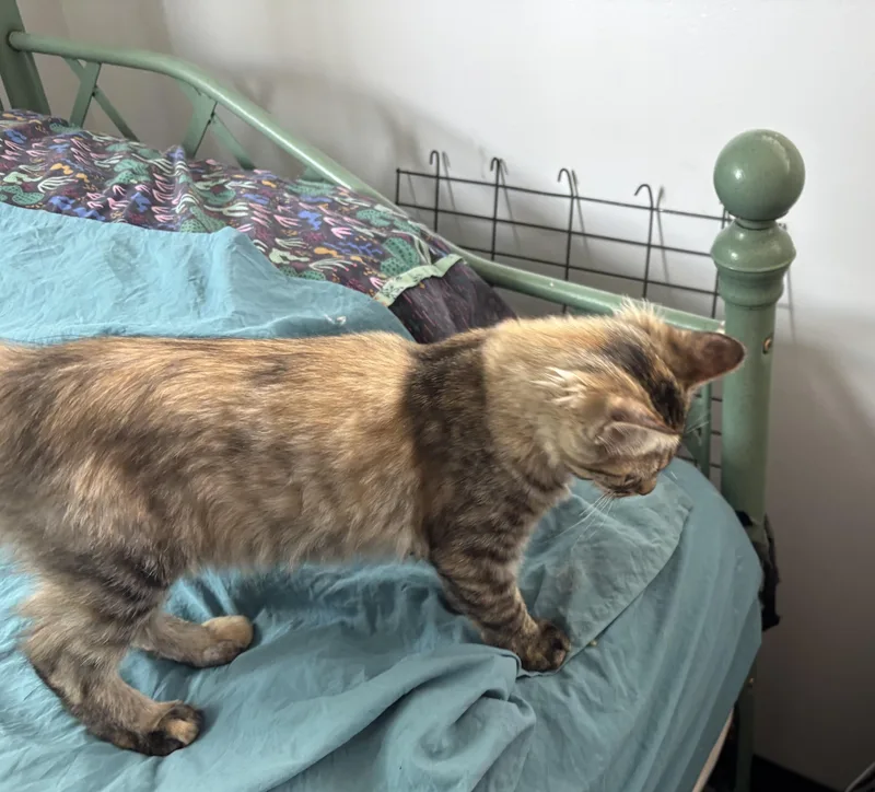 A young medium-sized female Domestic Medium Hair cat named Amelia for adoption in Oracle, AZ