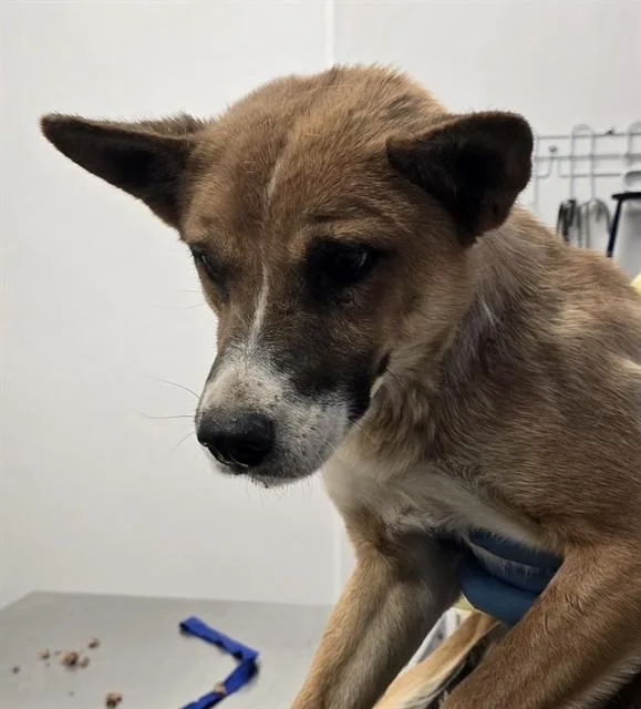 A young medium-sized female German Shepherd Dog dog named Cascadia for adoption in Tucson, AZ