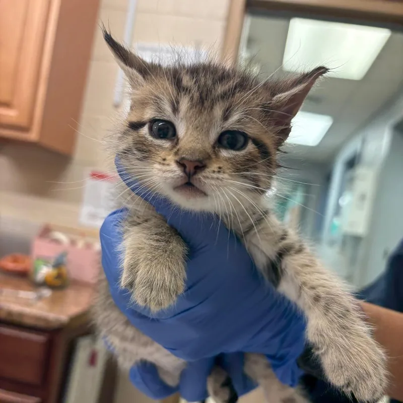 A baby small-sized male Brown / Chocolate Domestic Short Hair cat named Mocha for adoption in Birdsboro, PA