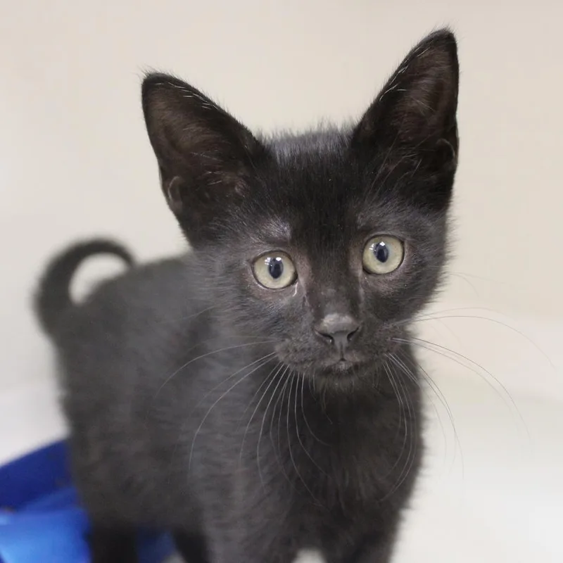 A baby small-sized male Black Domestic Short Hair cat named Pollux for adoption in Champaign, IL