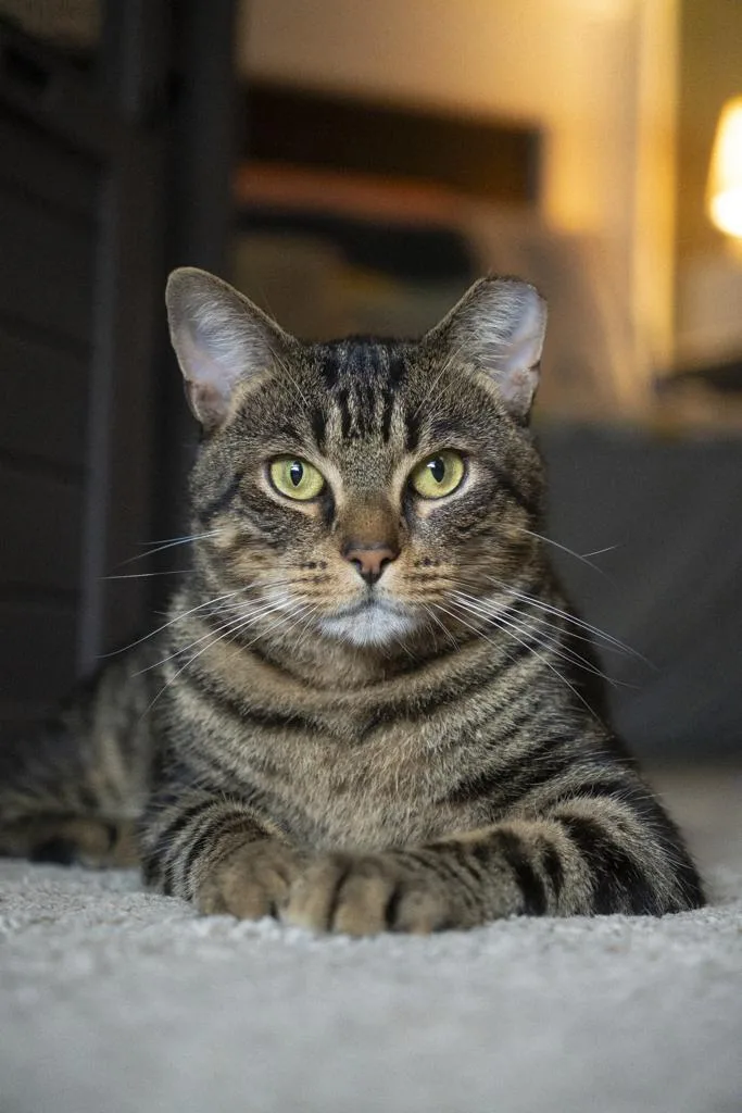 A young medium-sized male Tabby (Brown / Chocolate) Domestic Short Hair cat named Velaryon for adoption in Richmond, VA