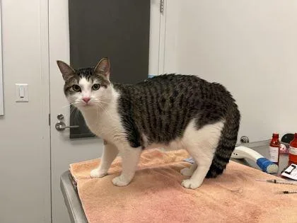 An adult extra large-sized male Brown / Chocolate Domestic Short Hair cat named Trampled By Turtles for adoption in Kansas City, MO