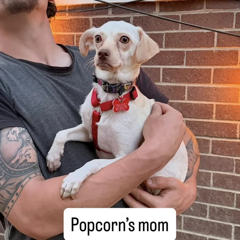 Popcorn thumbnail 3