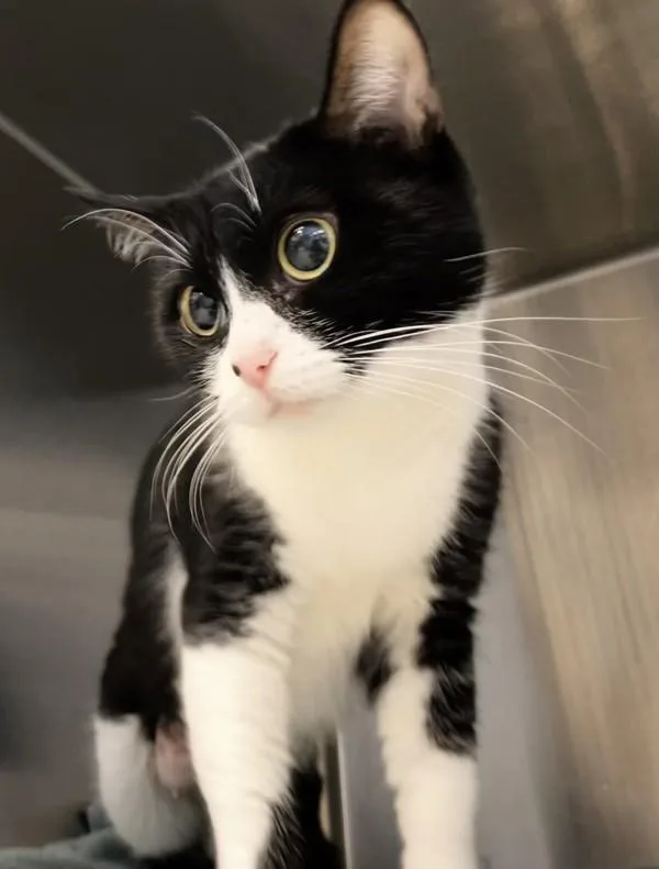 An adult medium-sized female Domestic Short Hair cat named Mrs. Hare for adoption in Stratham, NH