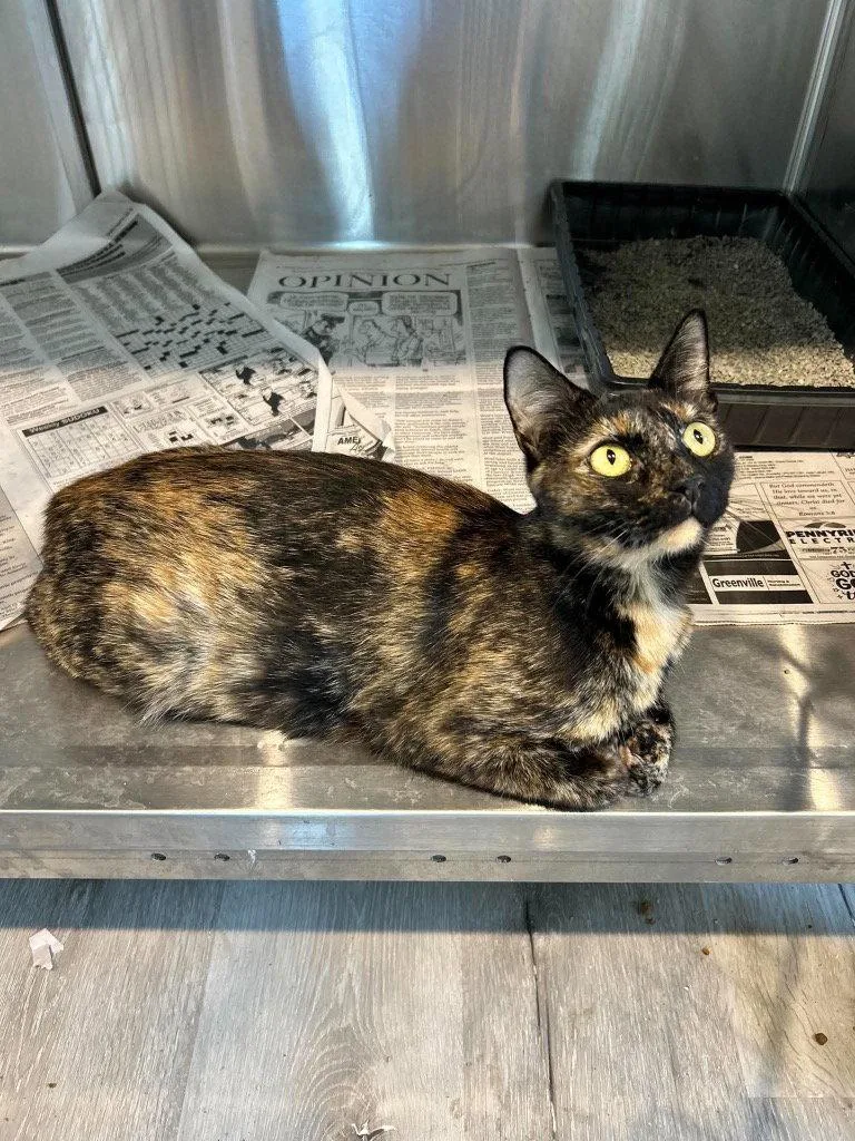 A young medium-sized female Domestic Short Hair cat named Ladie Madie for adoption in Cromwell, KY