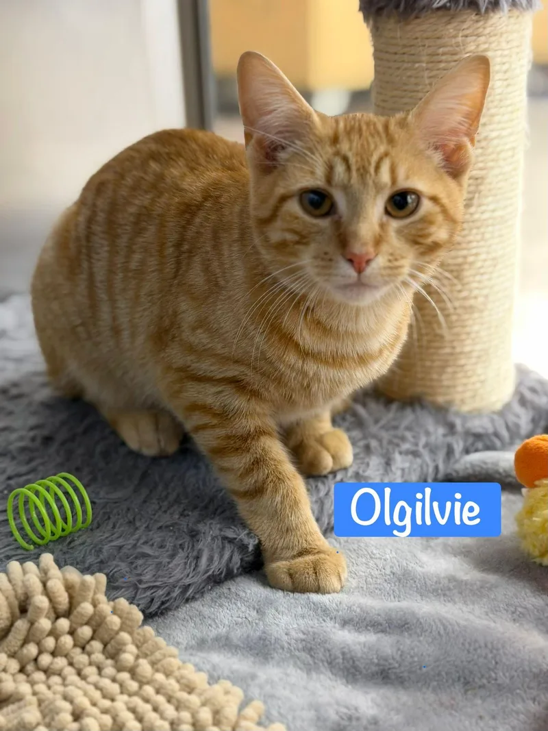 A baby medium-sized male Orange / Red Domestic Short Hair cat named Olgilvie for adoption in Spring Lake, NJ