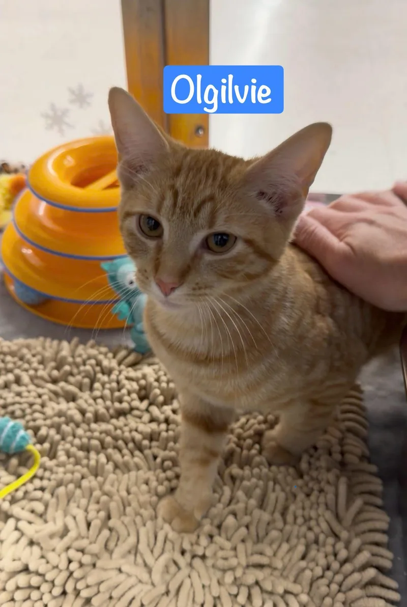 Olgilvie thumbnail 2