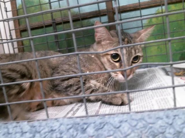 A young medium-sized female Domestic Short Hair cat named Mom for adoption in Houston, TX
