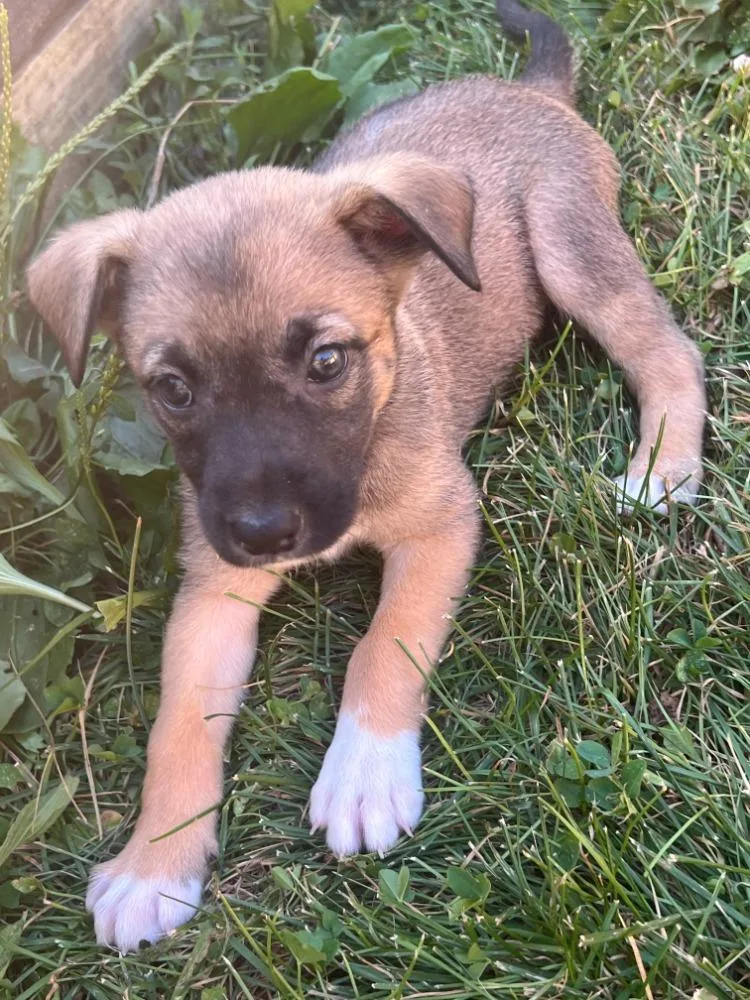 A baby medium-sized female Sable Australian Shepherd dog named Wolfie for adoption in Troy, MO