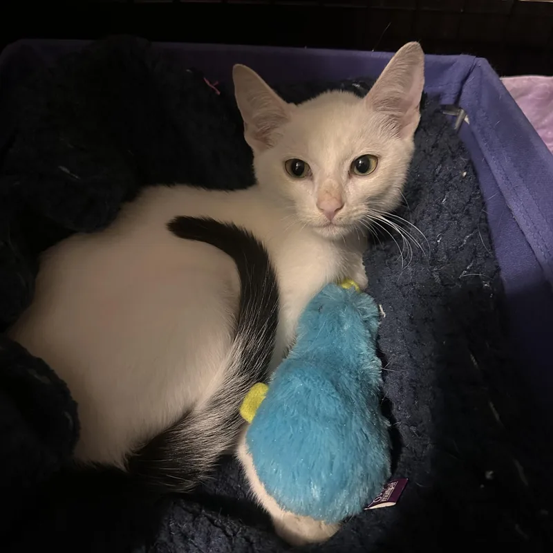 A baby small-sized male Black & White / Tuxedo Domestic Short Hair cat named Archie for adoption in Pittsburgh, PA