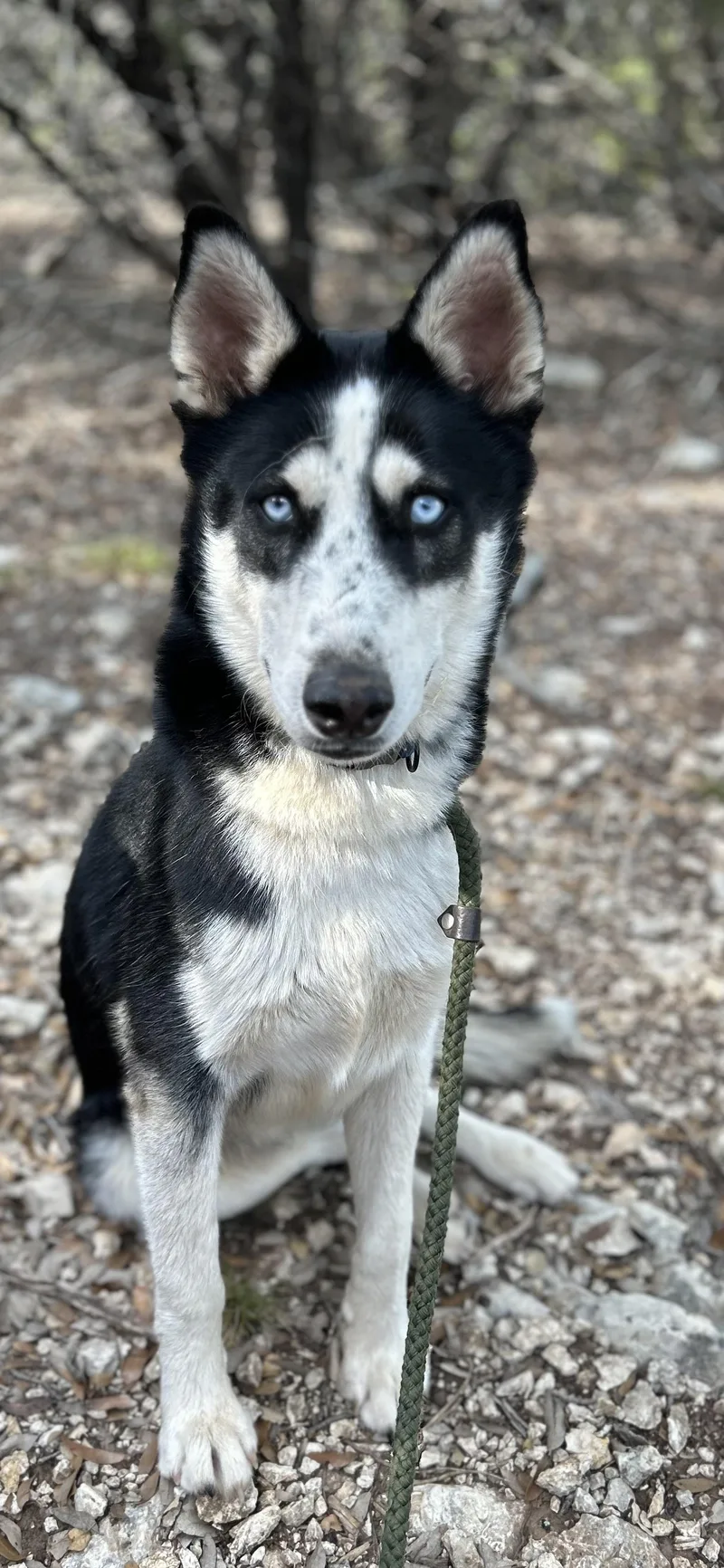 A young medium-sized male German Shepherd Dog dog named Ricky Sweet and for adoption in Houston, TX