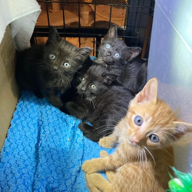 A baby medium-sized male Black Domestic Short Hair cat named Litter Of  Boys for adoption in Watkinsville, GA
