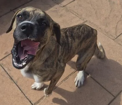 A young large-sized female Boxer dog named Canela for adoption in Shreveport, LA