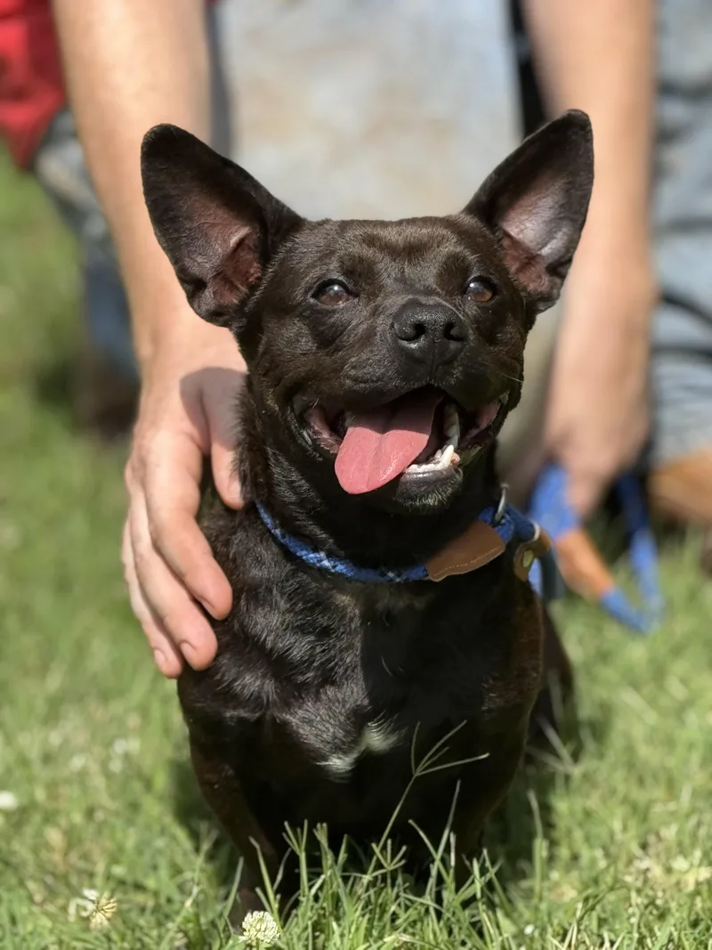 A young small-sized male Black French Bulldog dog named Bean Dip for adoption in Meherrin, VA