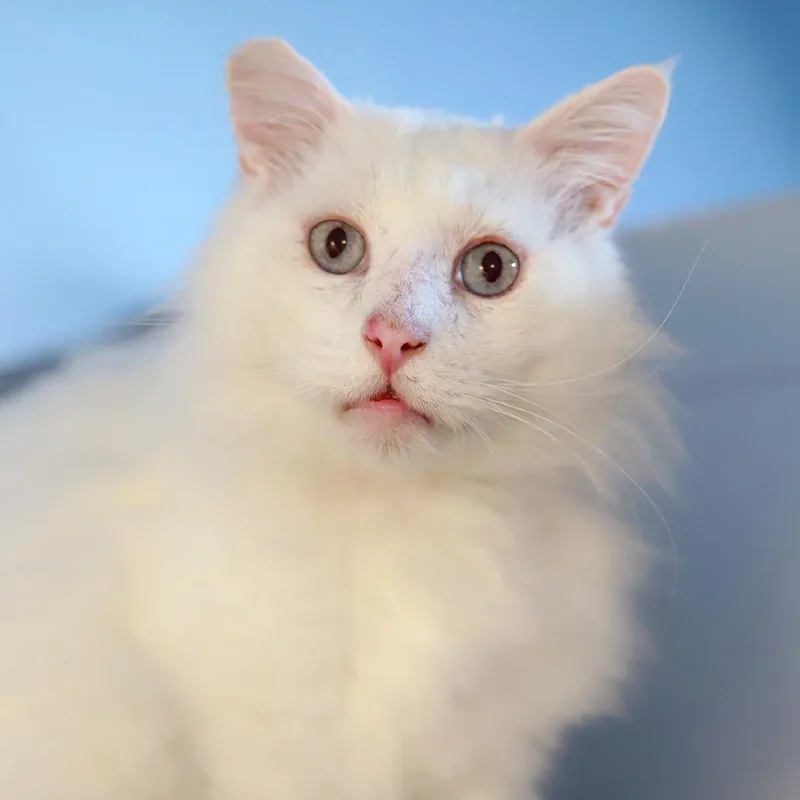 The Big Lebowski thumbnail 2