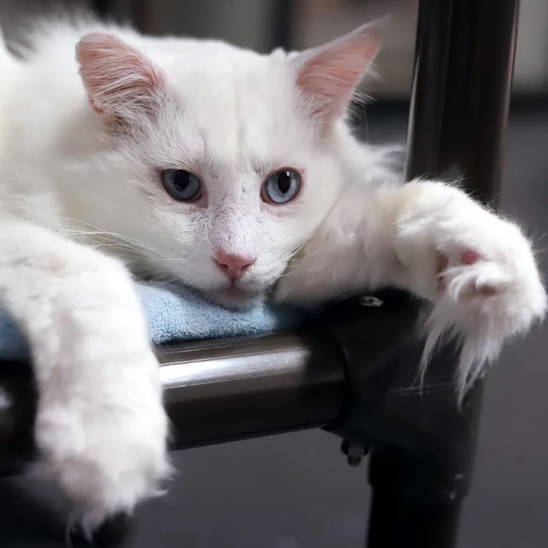 The Big Lebowski thumbnail 3