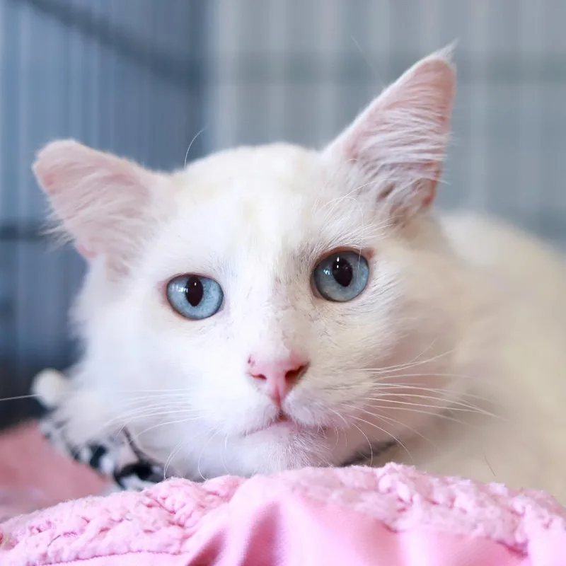 The Big Lebowski thumbnail 4