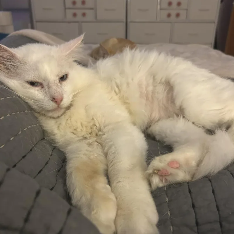 The Big Lebowski thumbnail 5