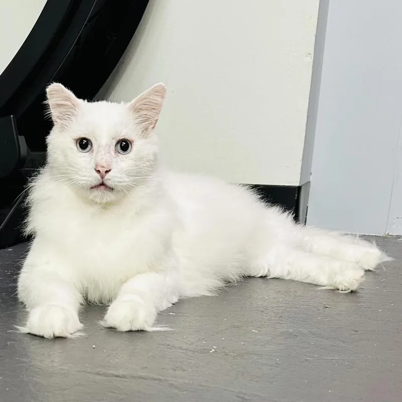 The Big Lebowski thumbnail 6