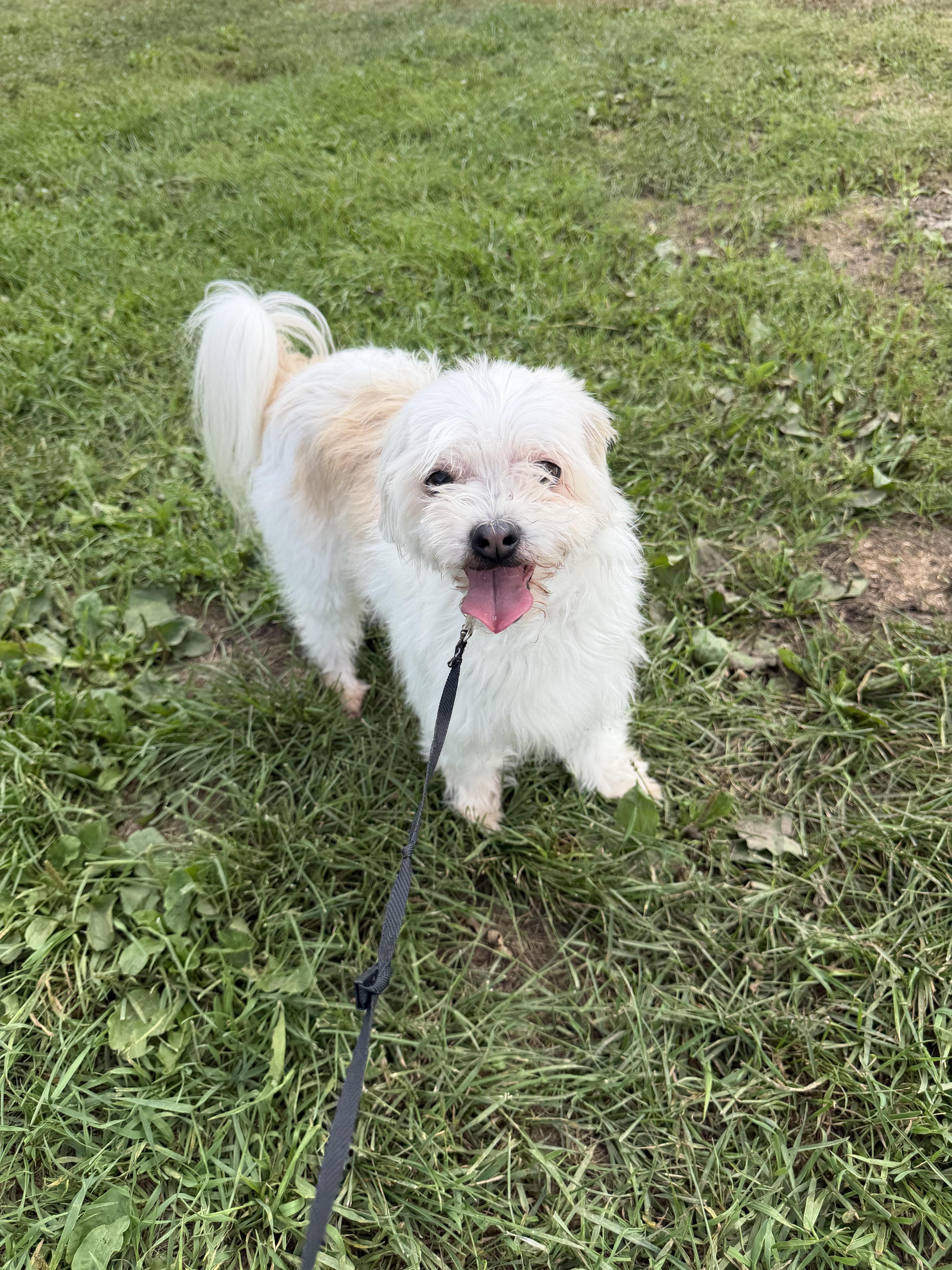 A senior small-sized female Shih Tzu dog named Maggie for adoption in Eden Prairie, MN